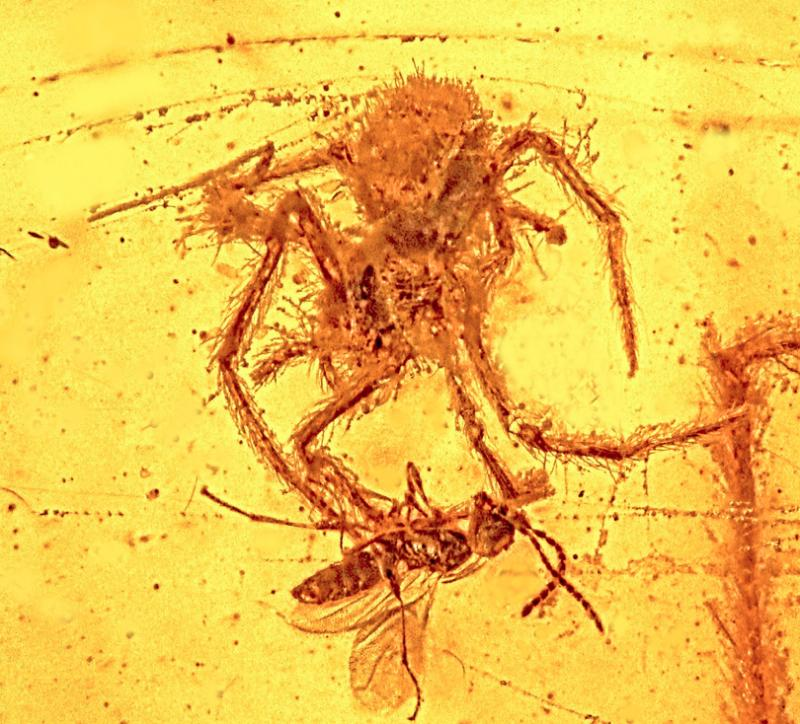 Illustration for article titled A Fossilized Scene of a Spider Attacking a Wasp, Preserved for 110 Million Years